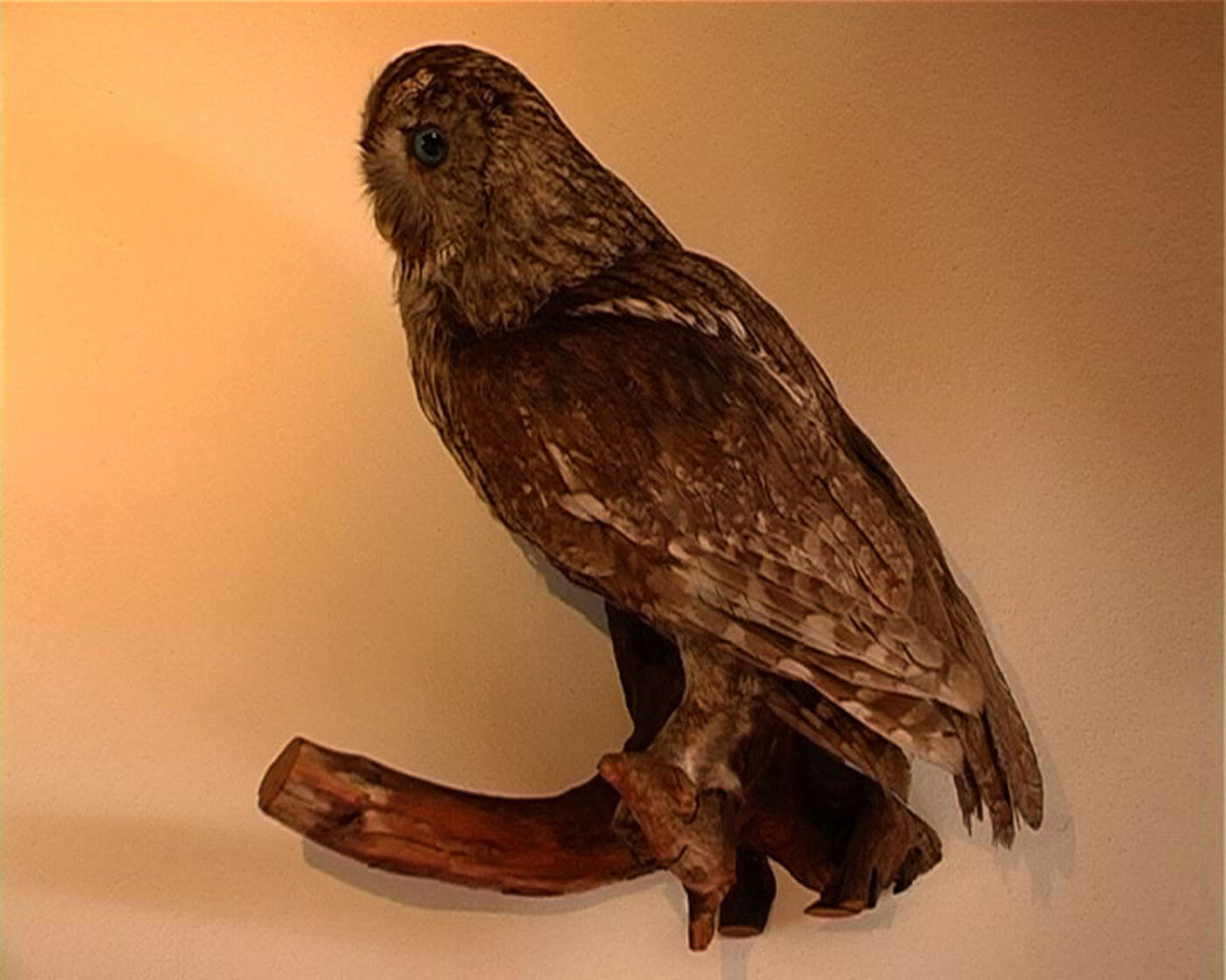 Storie di fantasmi per adulti, a stuffed owl on a wooden branch